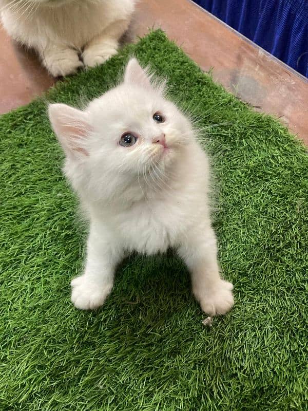 Beautiful 3 Persian kittens for sale 2