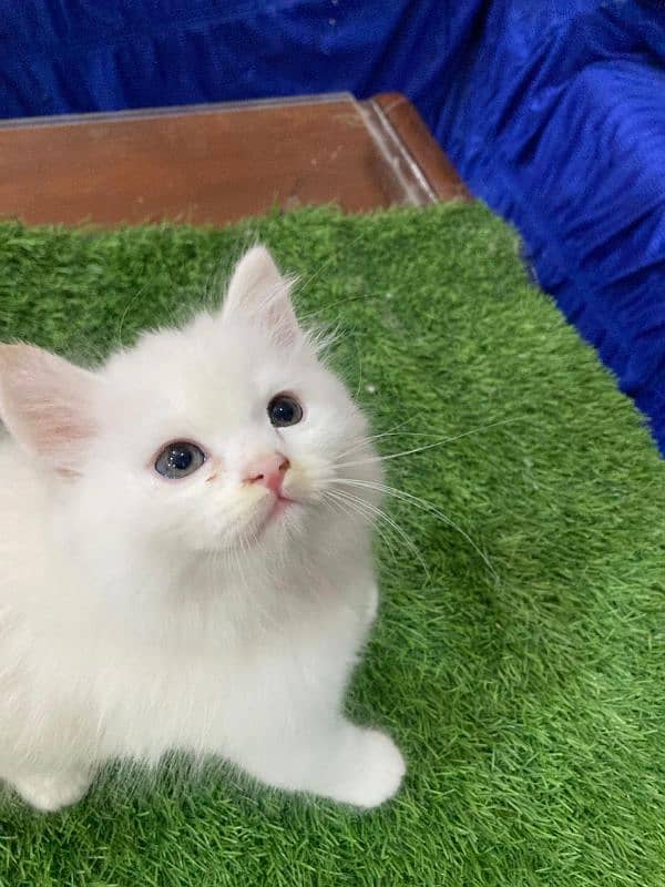 Beautiful 3 Persian kittens for sale 3