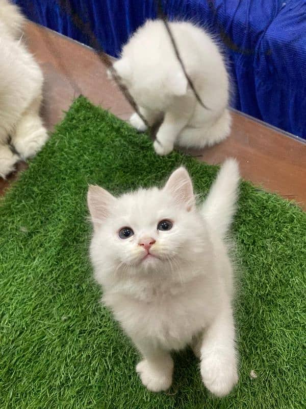 Beautiful 3 Persian kittens for sale 4