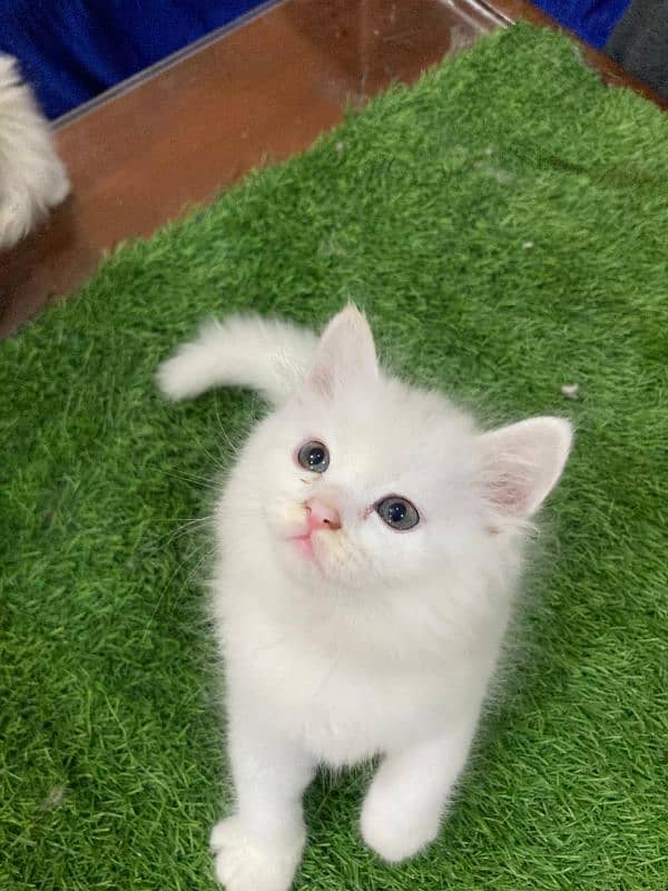 Beautiful 3 Persian kittens for sale 5