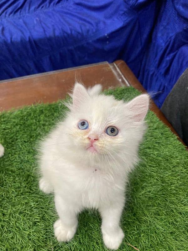 Beautiful 3 Persian kittens for sale 6