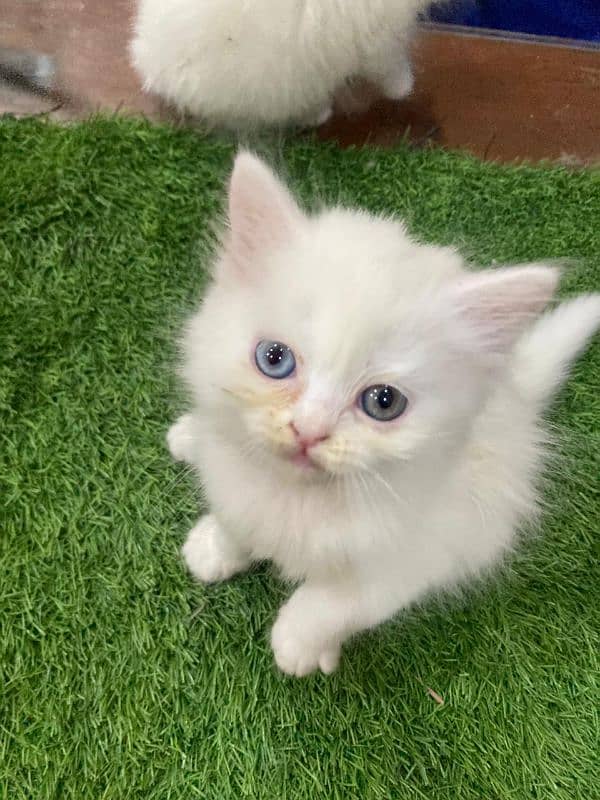 Beautiful 3 Persian kittens for sale 7