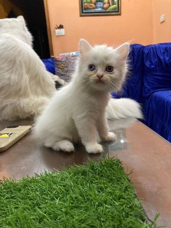 Beautiful 3 Persian kittens for sale 8