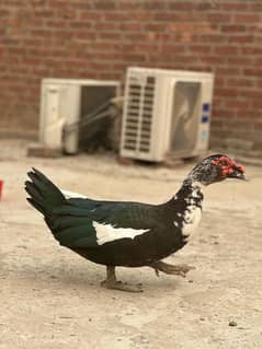 muscovy pair