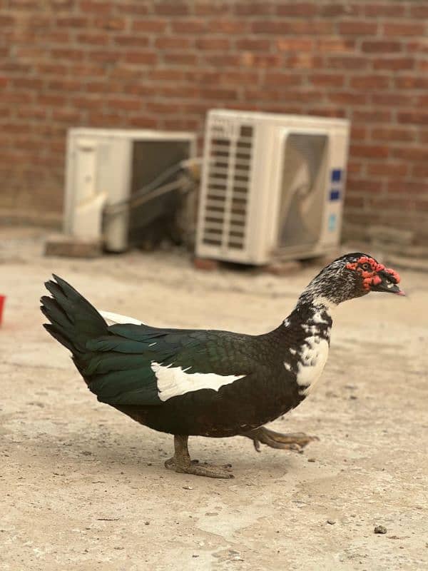 muscovy pair 0