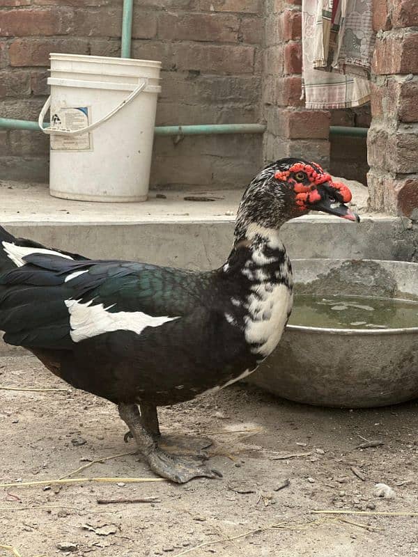 muscovy pair 1