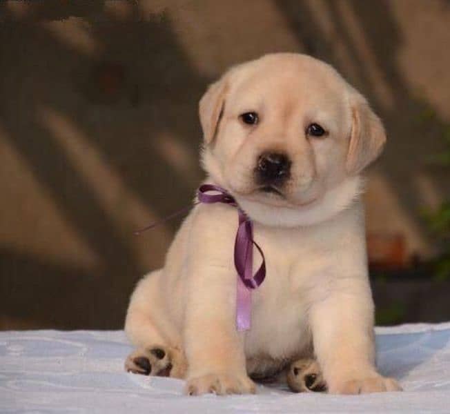 Labrador puppies 03429703700 0