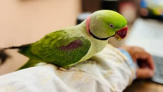 Raw Parrot Hand Tame and Talkative