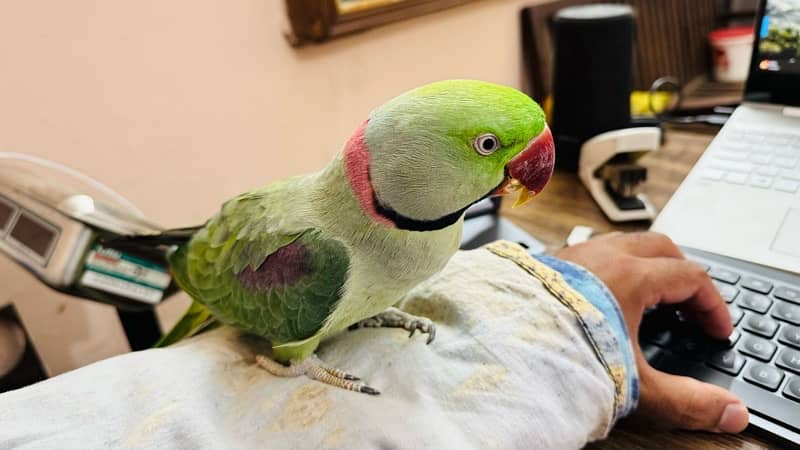 Raw Parrot Hand Tame and Talkative 2