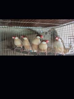 jawn java and albino java red eye available only serious buyer contact