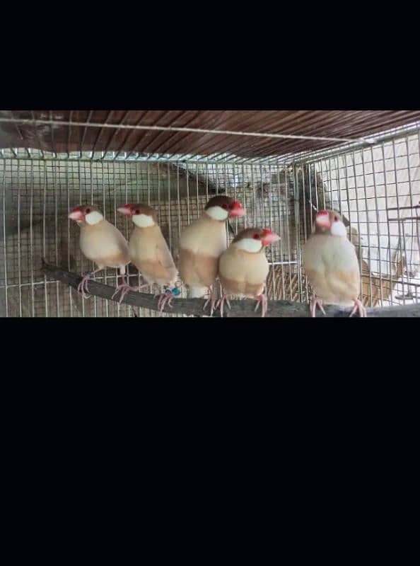 jawn java and albino java red eye available only serious buyer contact 0