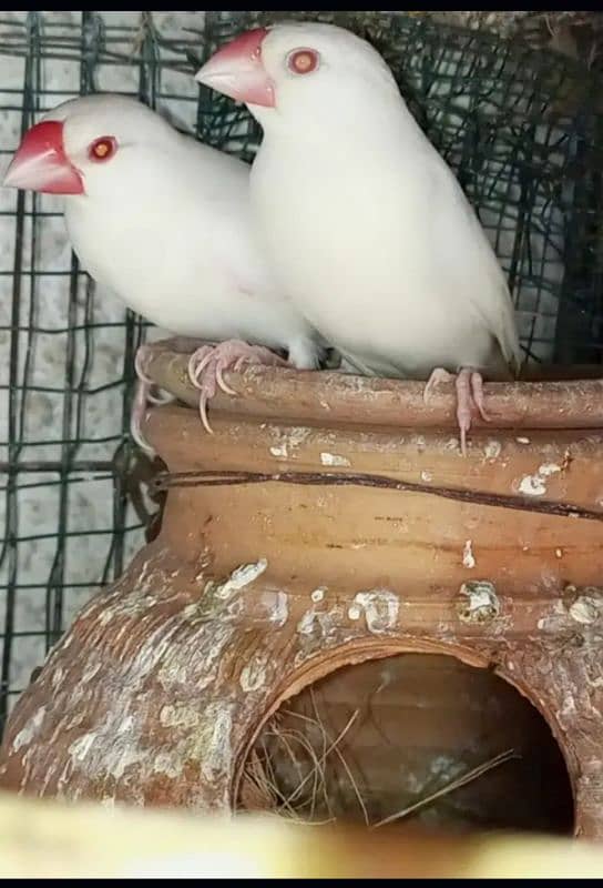 jawn java and albino java red eye available only serious buyer contact 1