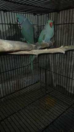 blue ringneck pair