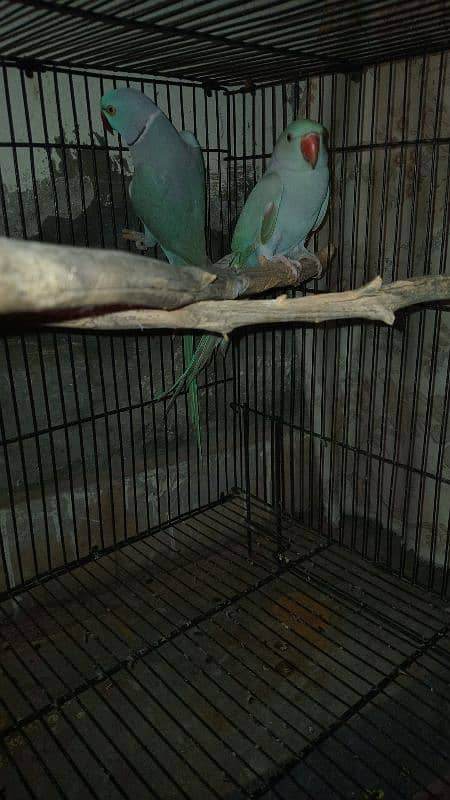 blue ringneck pair 0