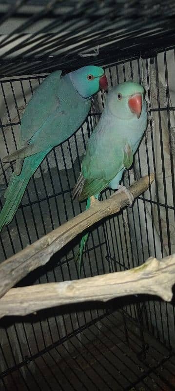 blue ringneck pair 1