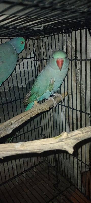 blue ringneck pair 2