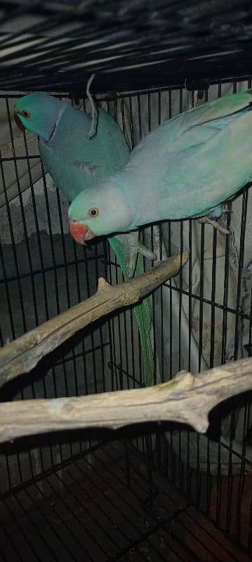 blue ringneck pair 3