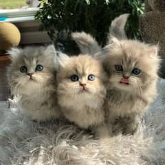 Persian kittens /cute kittens /cat / cat for sale/ persian/0342579320