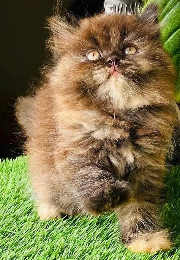 Persian kittens /cute kittens /cat / cat for sale/ persian/0342579320 4