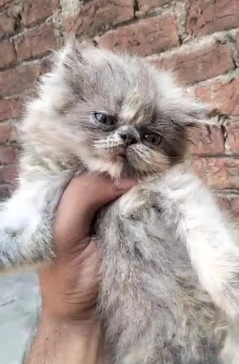 Persian kittens /cute kittens /cat / cat for sale/ persian/0342579320 8