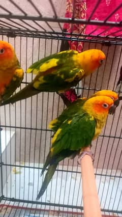 sunconure