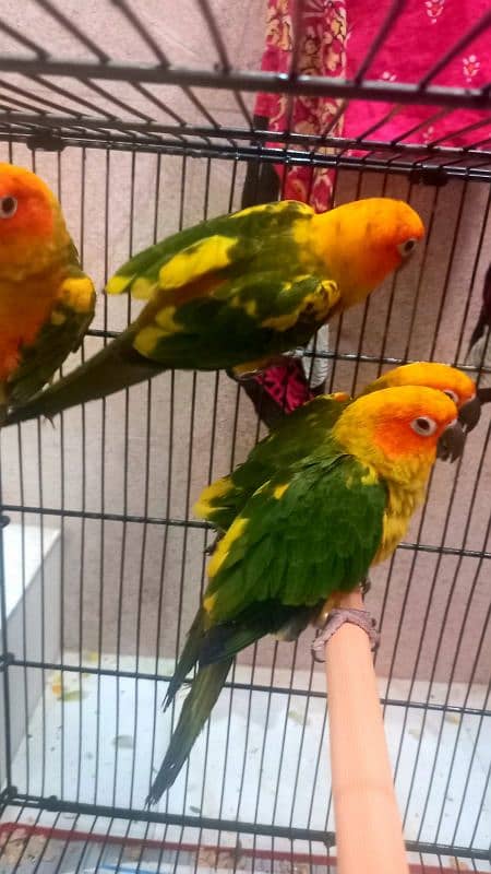 sunconure chicks handtame 0