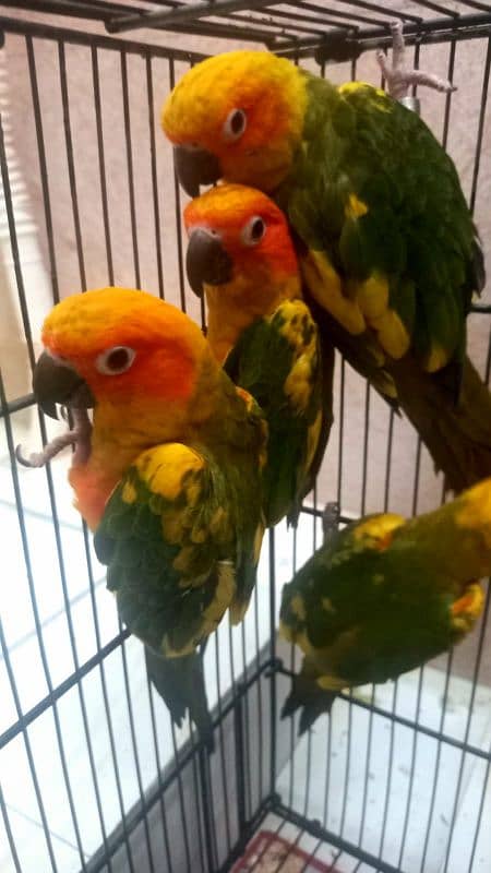 sunconure chicks handtame 1