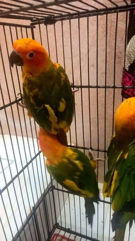 sunconure chicks handtame 2