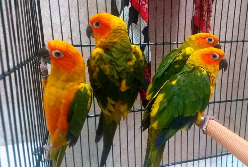 sunconure chicks handtame 3