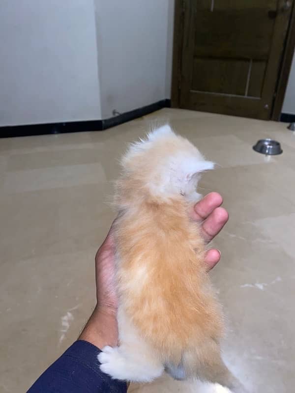 persian brown n white male home breed 0