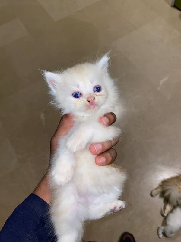 persian brown n white male home breed 2