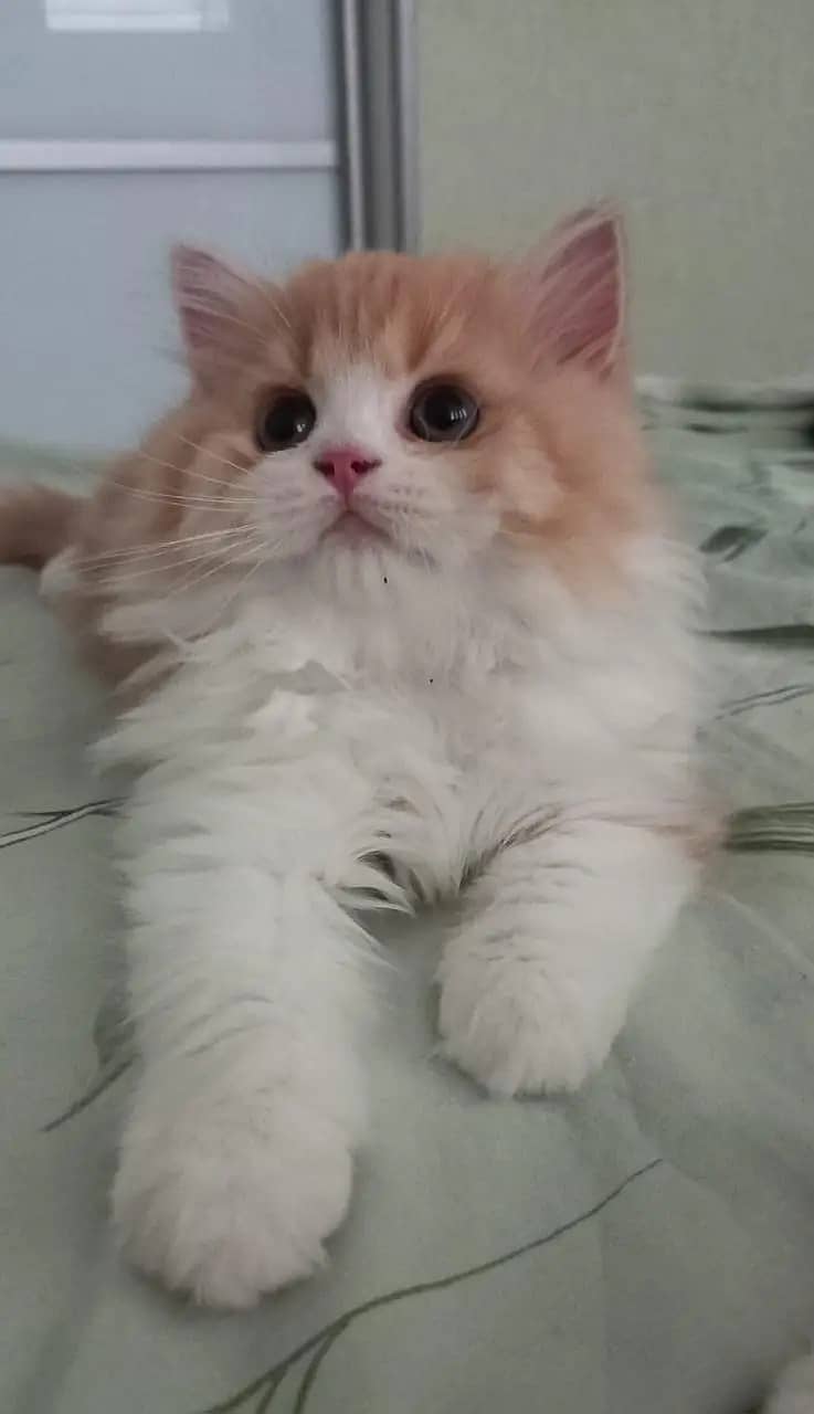 Persian kittens /cute kittens /cat / cat for sale/ persian/03425793200 6