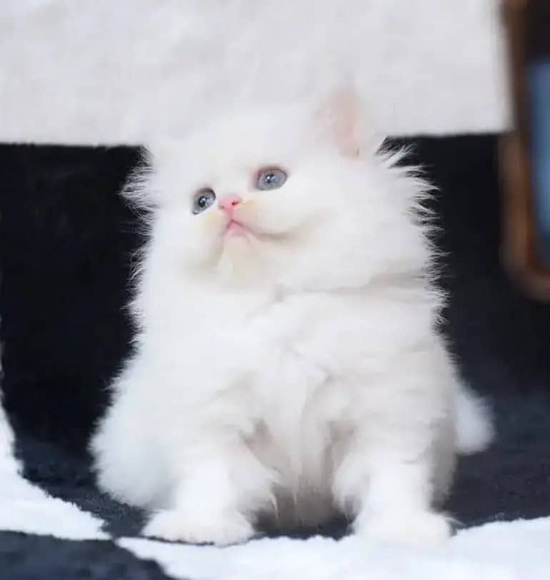 Persian kittens /cute kittens /cat / cat for sale/ persian/03425793200 11