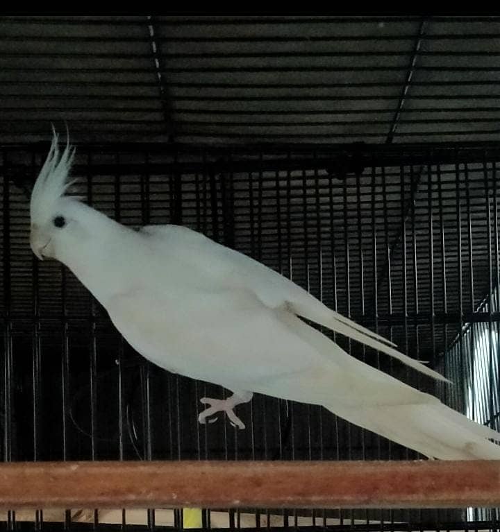 Eno redeyes Cockatiel breeder pair 1