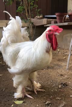 Brahama | White Buff | Golden Buff | Blue buff | White Buff chicks