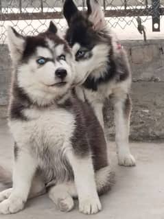 siberian husky puppies | Blue eyes husky Puppy| Dog | Wolly coat Puppy