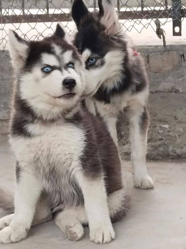 siberian husky puppies | Blue eyes husky Puppy| Dog | Wolly coat Puppy 0