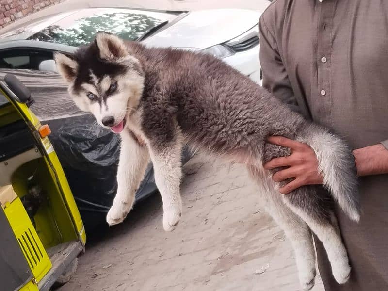 siberian husky puppies | Blue eyes husky Puppy| Dog | Wolly coat Puppy 1