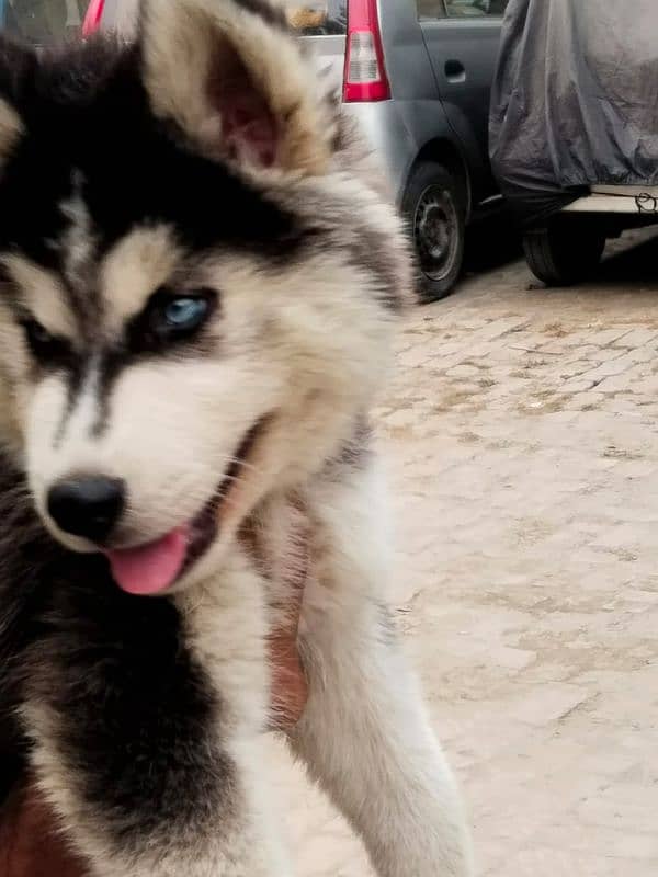 siberian husky puppies | Blue eyes husky Puppy| Dog | Wolly coat Puppy 2