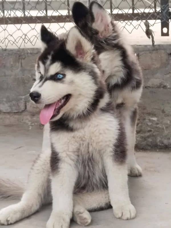 siberian husky puppies | Blue eyes husky Puppy| Dog | Wolly coat Puppy 4