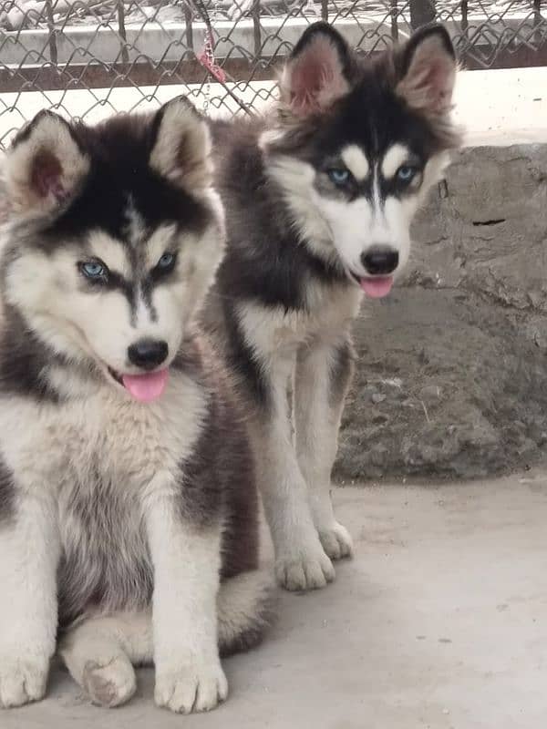 siberian husky puppies | Blue eyes husky Puppy| Dog | Wolly coat Puppy 5