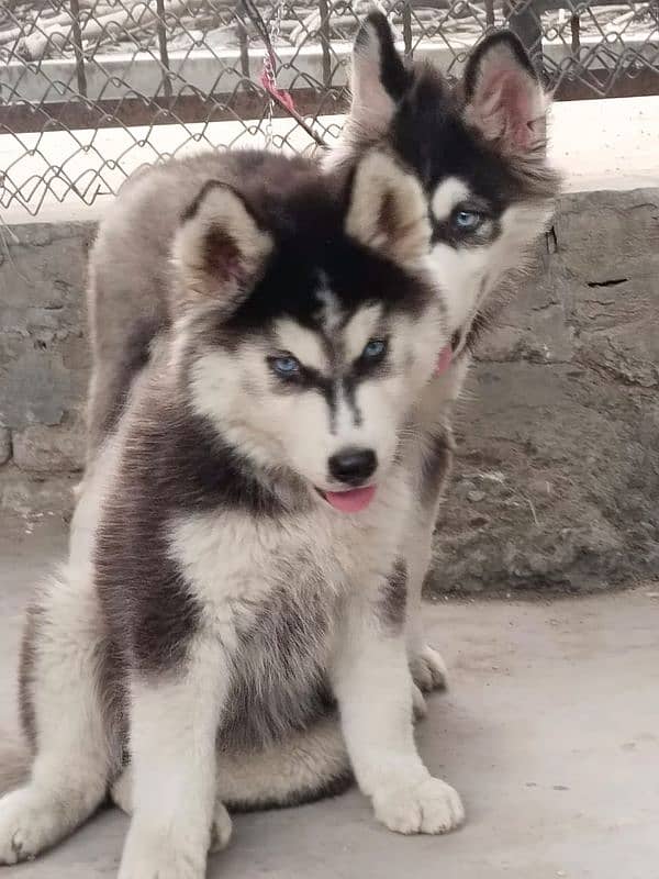 siberian husky puppies | Blue eyes husky Puppy| Dog | Wolly coat Puppy 6