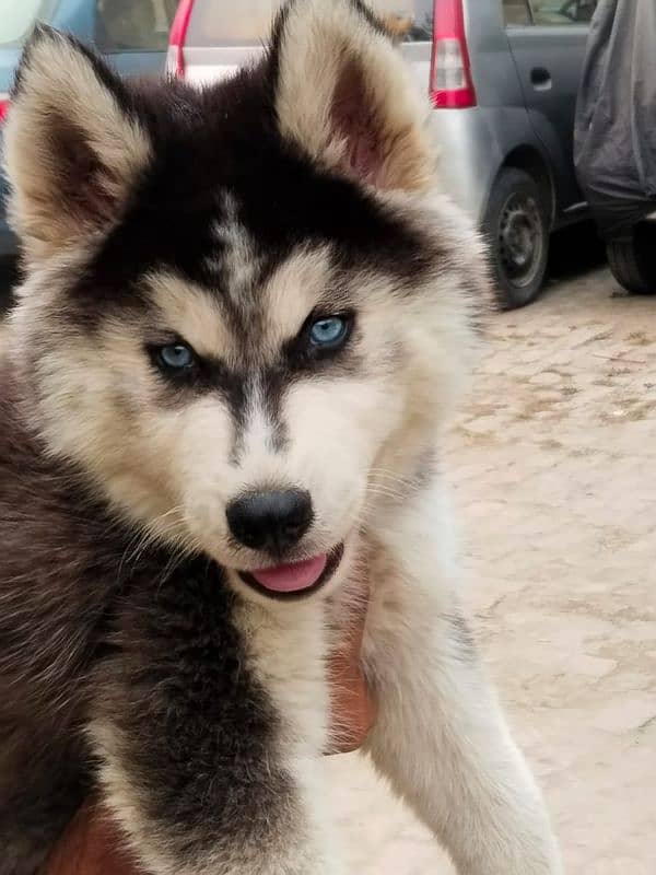 siberian husky puppies | Blue eyes husky Puppy| Dog | Wolly coat Puppy 7