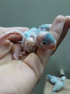 baby budgie