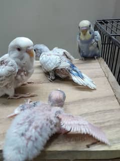 big size baby budgie best for hand taming