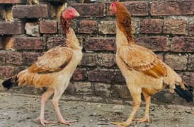 1 Thai male | 2 Pakistani Aseel Female | High Quality Birds | Aseel