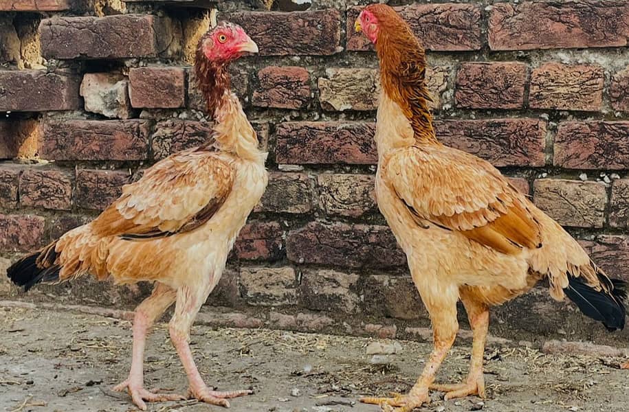 1 Thai male | 2 Pakistani Aseel Female | High Quality Birds | Aseel 0