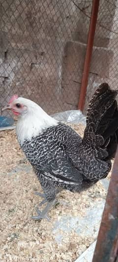 Pure Fayoumi Starter female hen