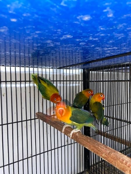 love birds|Albino red eye|Decino|Creamino|parrots|black eye/Pale/cages 17