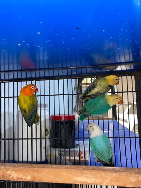 love birds|Albino red eye|Decino|Creamino|parrots|black eye/Pale/cages 19